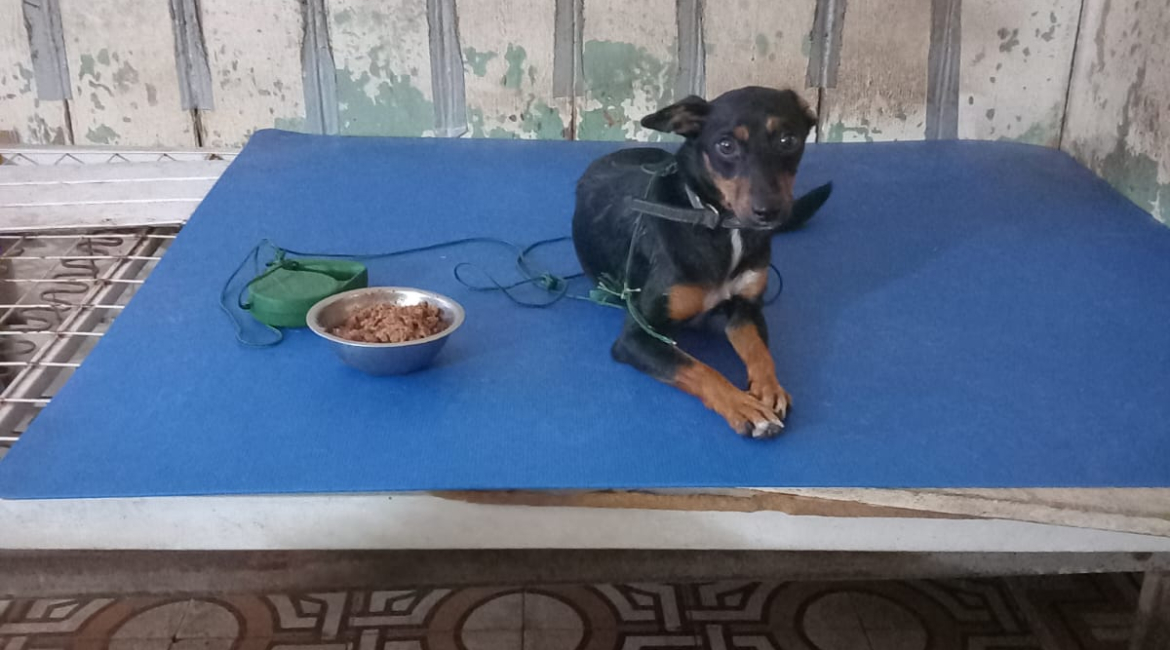 Chiens à adopter